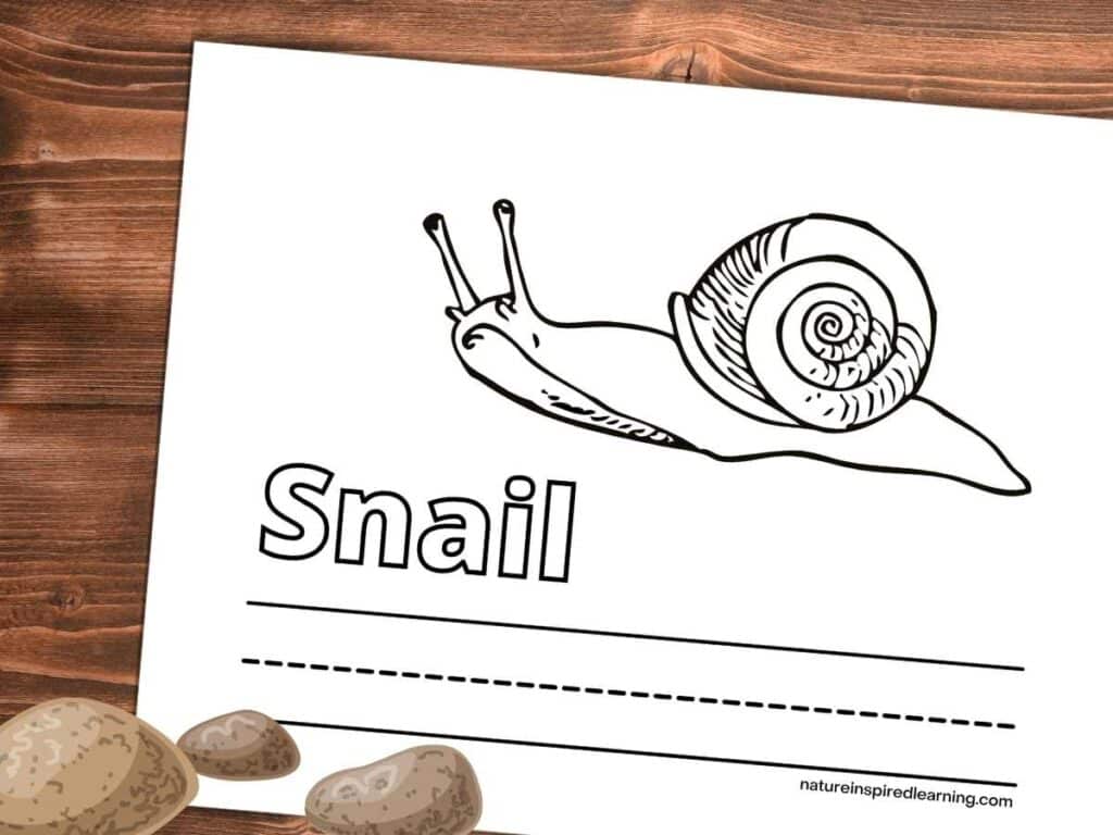 coloring page with realistic snail design with word snail in outline form and lines to write. Printable on wooden background with three tan rocks bottom left