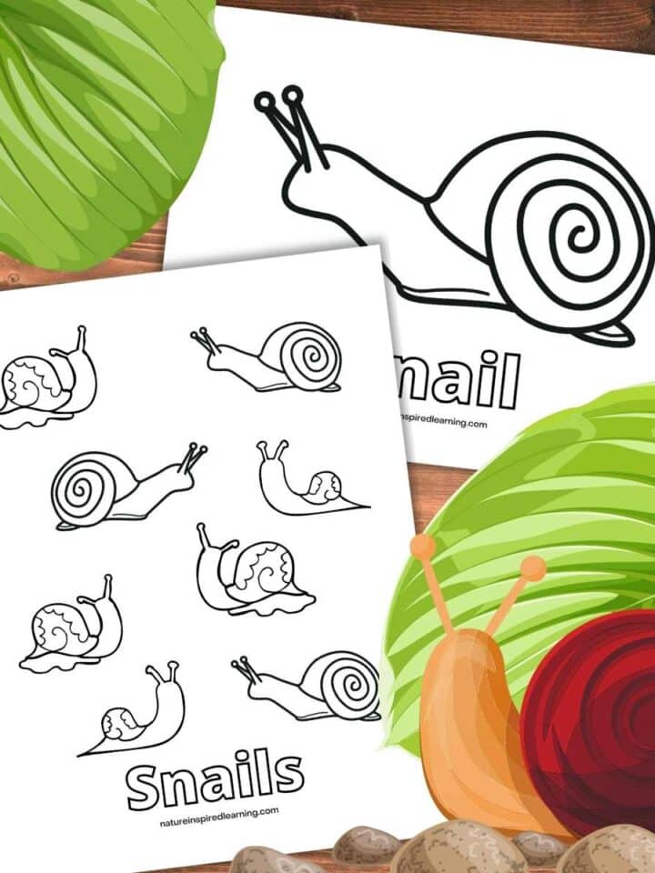 two snail coloring pages overlapping on a wooden background. Green leaf upper left and green leaf, colorful snail, and pebbles bottom right