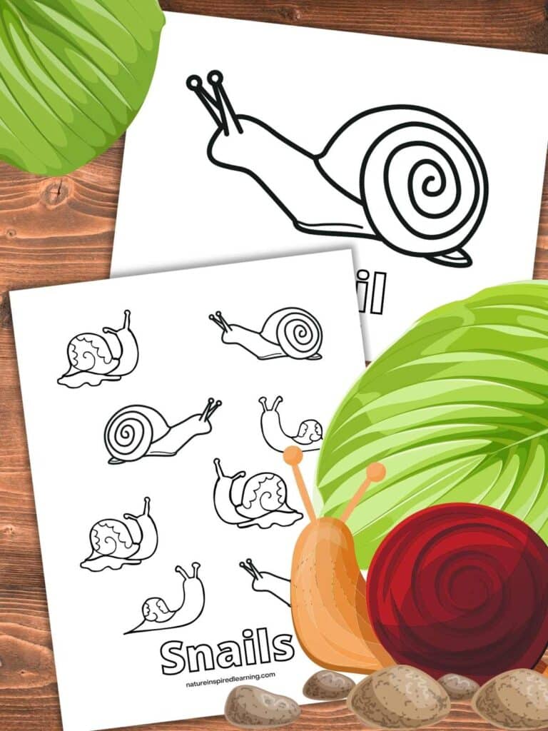 two snail coloring pages overlapping on a wooden background. Green leaf upper left and green leaf, colorful snail, and pebbles bottom right