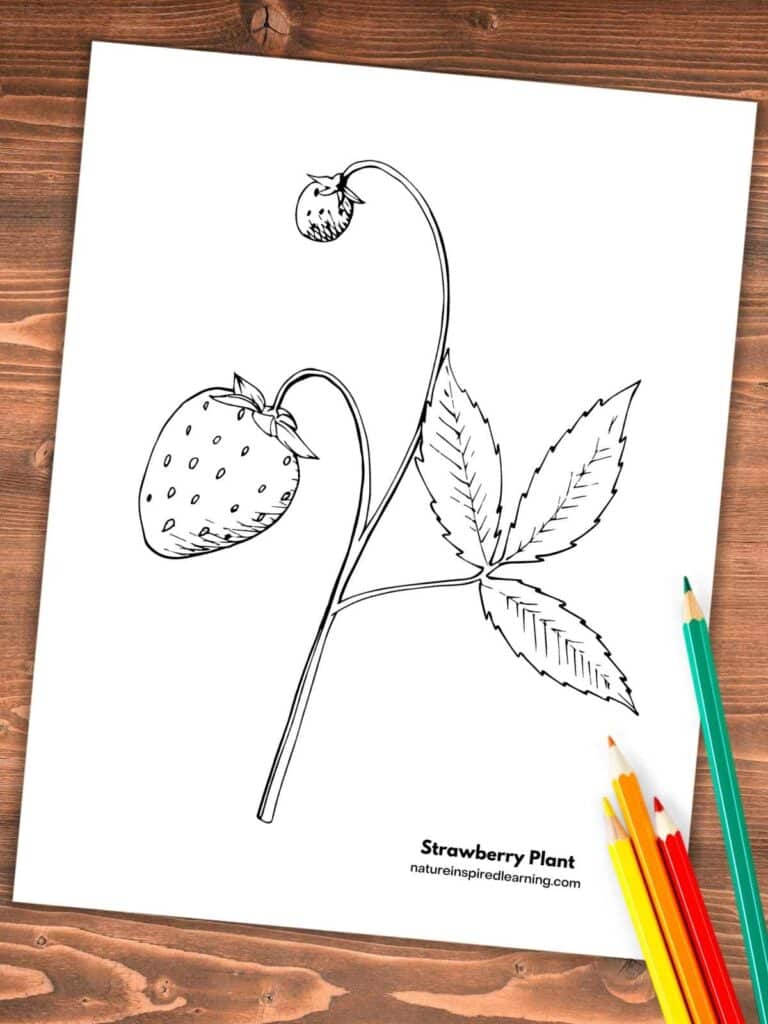 printable with a black and white strawberry plant with berries on a wooden background. Colored pencils bottom right.