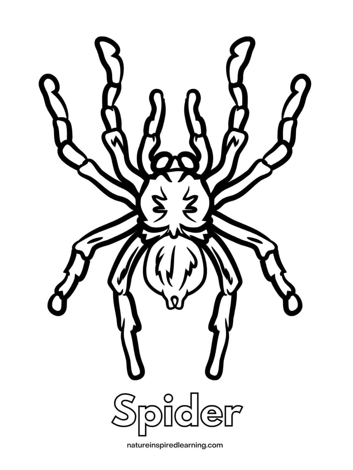 sheet with a large tarantula in the center with word Spider written below in outline form. Black and white design.