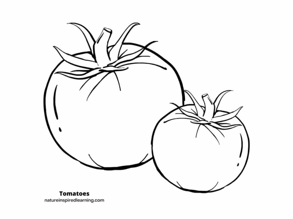 one large and one small round tomato with tops attached black and white image