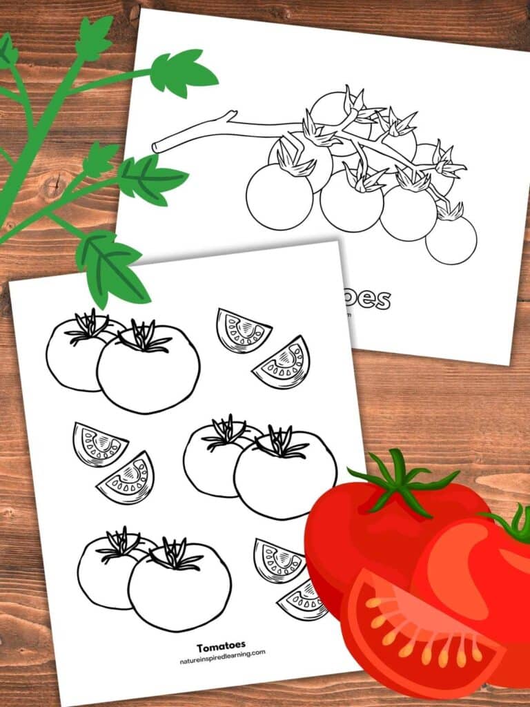 two tomato coloring pages with black and white designs overlapping on a wooden background. Two red tomatoes with one slice bottom right Green tomato stem with leaves top left.