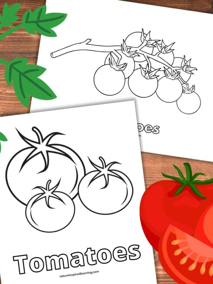 two tomato coloring sheets overlapping on a wooden background. Two red tomatoes and a slice bottom right with green stems and leaves upper left