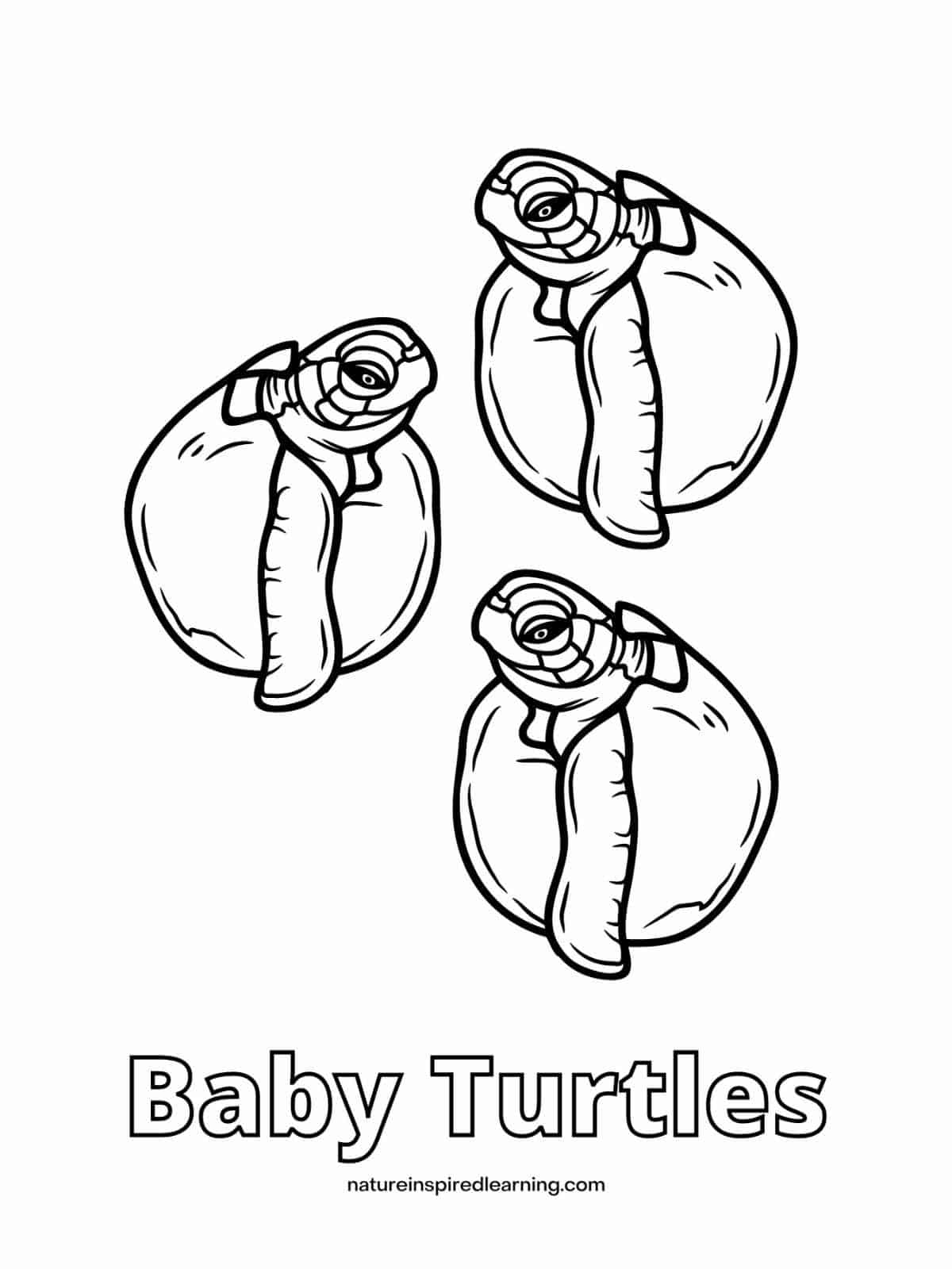 Beautiful Sea Turtle Coloring Pages - Nature Inspired Learning