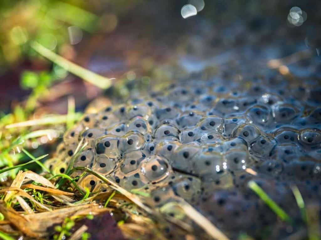 collection of frog eggs on the edge of a pond with green plants