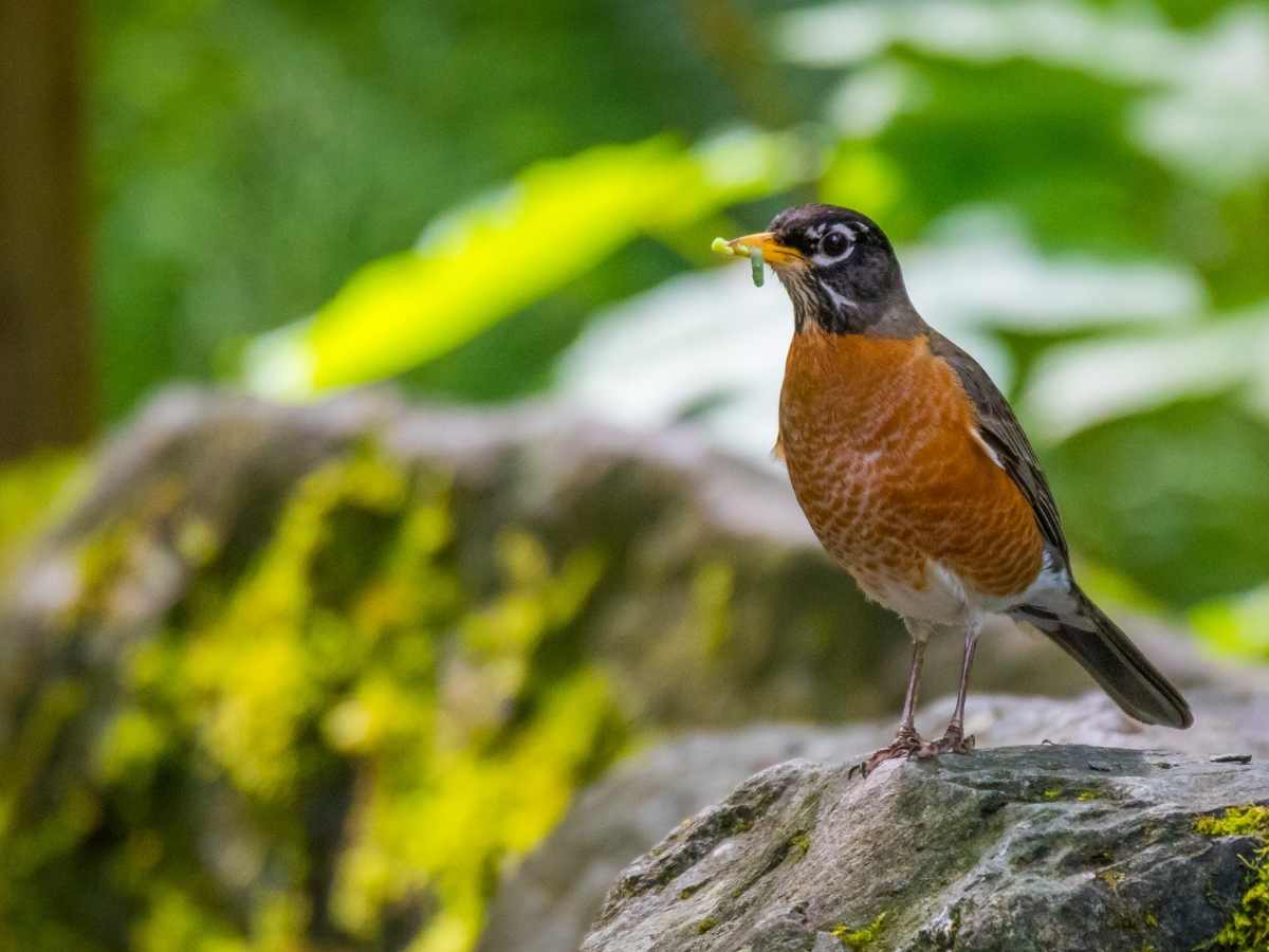 American Robin with a green worm in beak perched on rock greenery in background