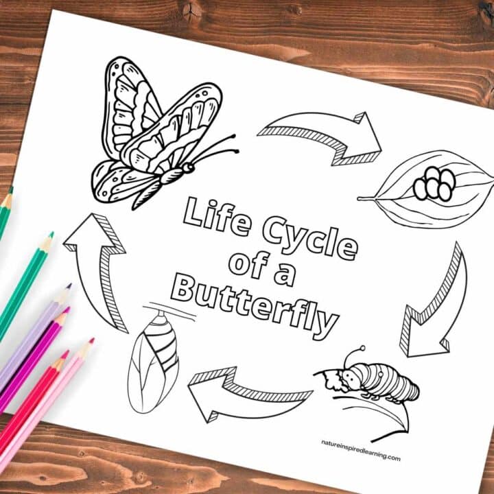 coloring sheet with arrows in a circle, a black and white image for each butterfly stage with colored pencils bottom left corner. Printable on a wooden background