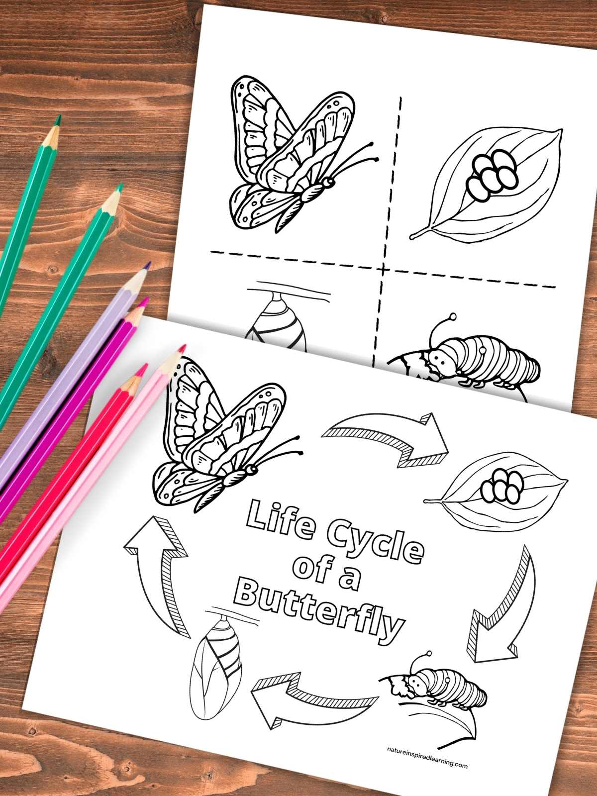 two printable life cycle of a butterfly coloring pages overlapping on a wooden background with colored pencils left side