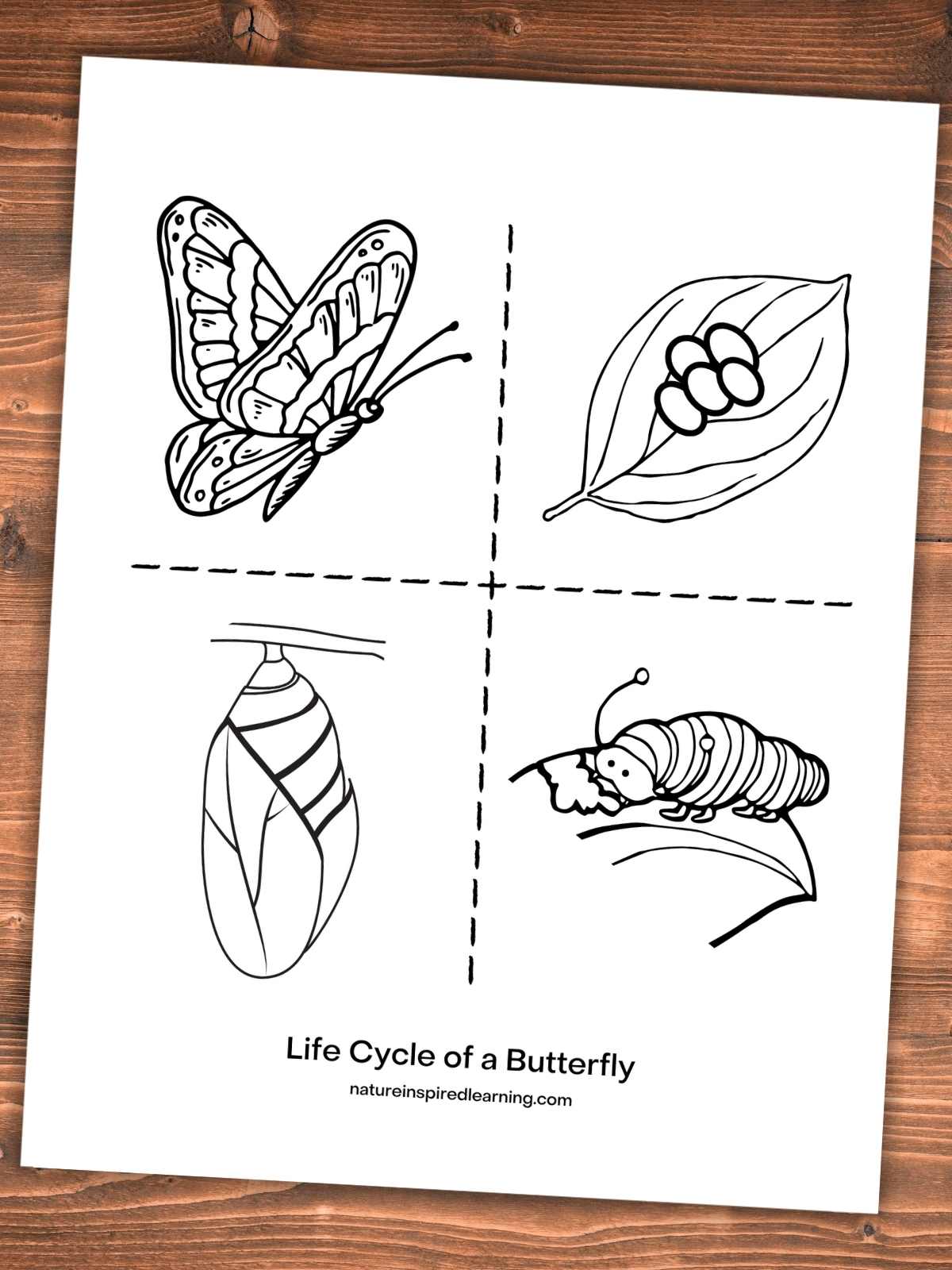 simple life cycle coloring page with a butterfly, eggs on a leaf, caterpillar on a leaf, and chrysalis separated by dashed lines. Printable on a wooden background