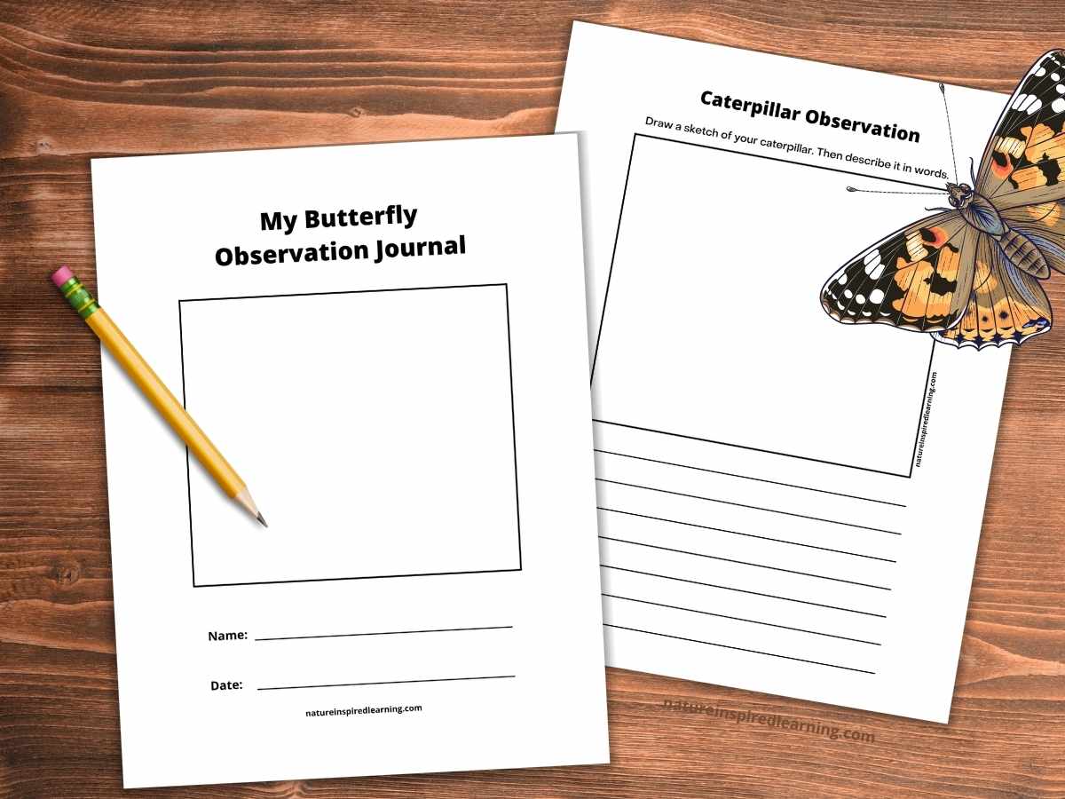 My butterfly observation journal blank cover with caterpillar observation page on a wooden background. Painted lady butterfly top right pencil on the left side.