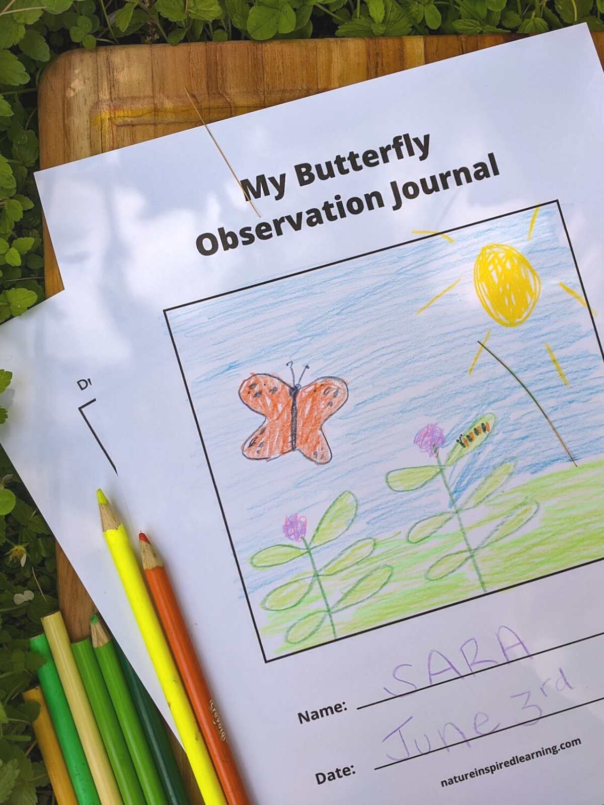 printed off my butterfly observation journal pages outside on a wooden cutting board on green plants colored pencils bottom left. Hand drawn butterfly and caterpillar sketch on the cover
