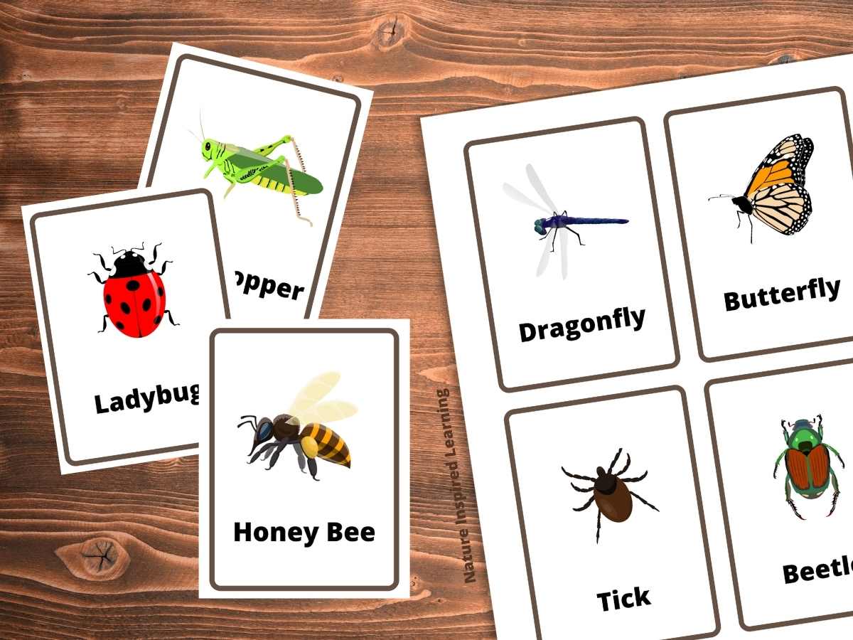 three cut out bug flashcards overlapping next to a full page of cards with images of insects with their common name on a wooden background