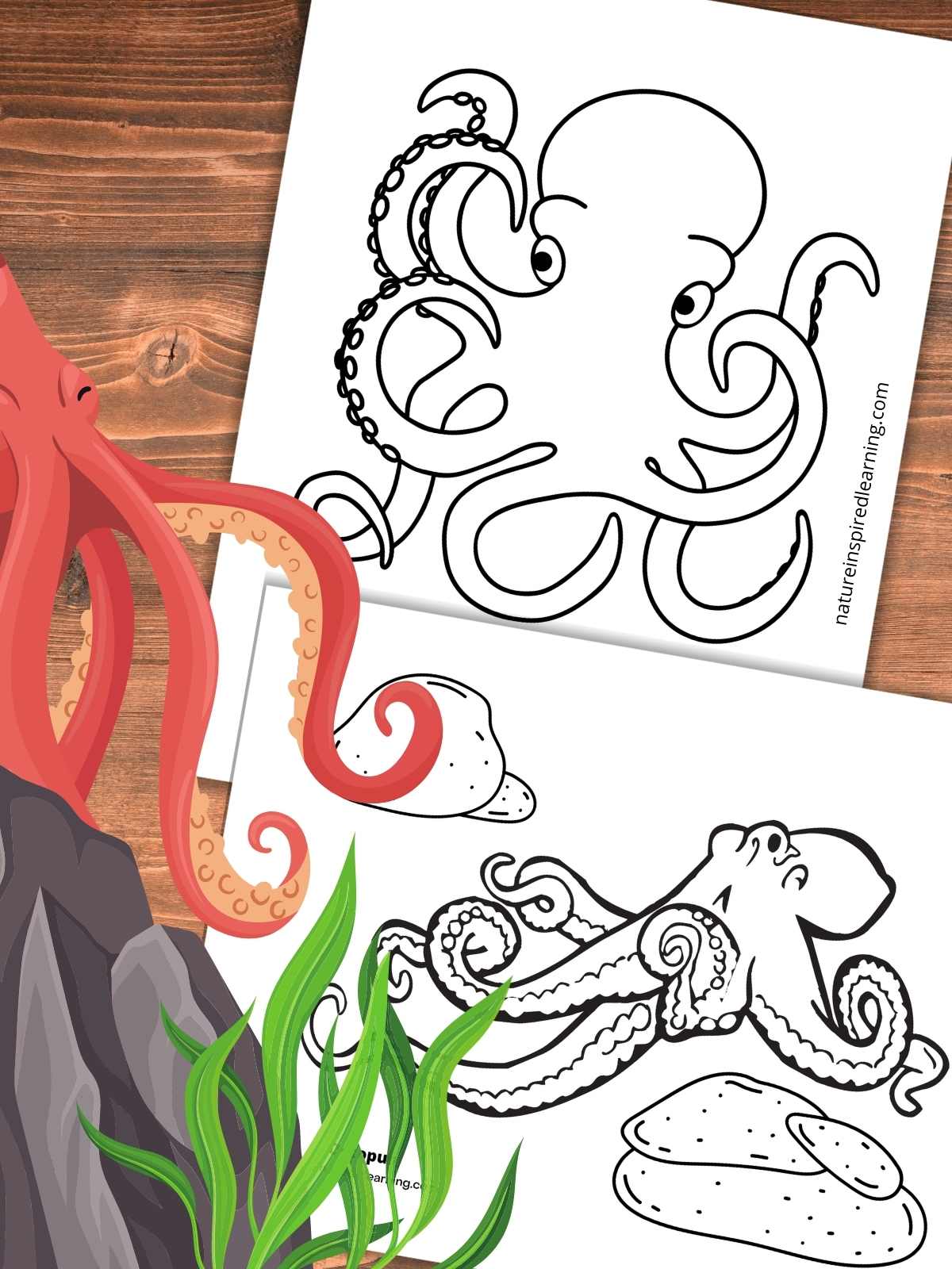 two coloring pages with black and white images of octopus overlapping on a wooden background. Red octopus left side above a grey rock and green kelp