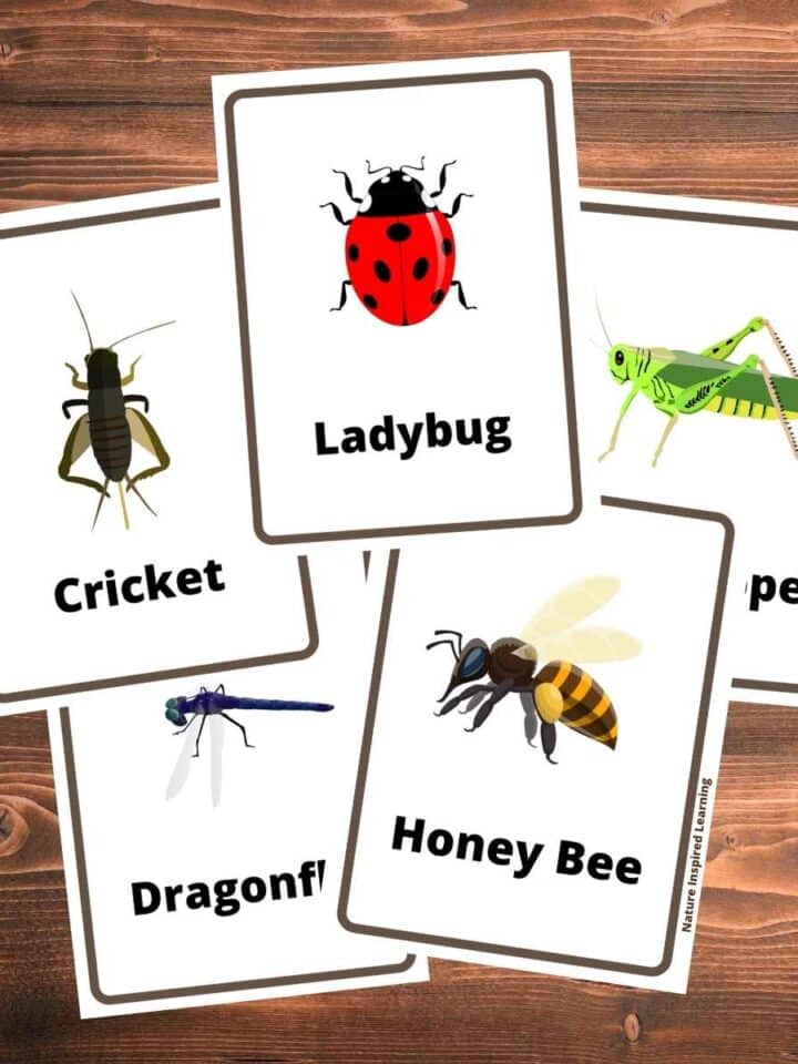 5 printable bug flashcards with colorful images of insects overlapping on a wooden background. Ladybug, grasshopper, honey bee, dragonfly, and cricket.