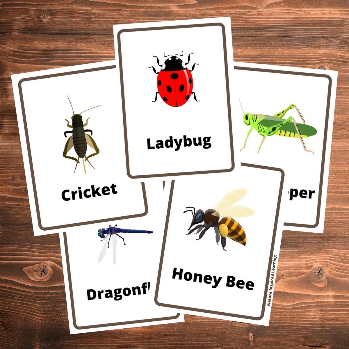 5 printable bug flashcards with colorful images of insects overlapping on a wooden background. Ladybug, grasshopper, honey bee, dragonfly, and cricket.