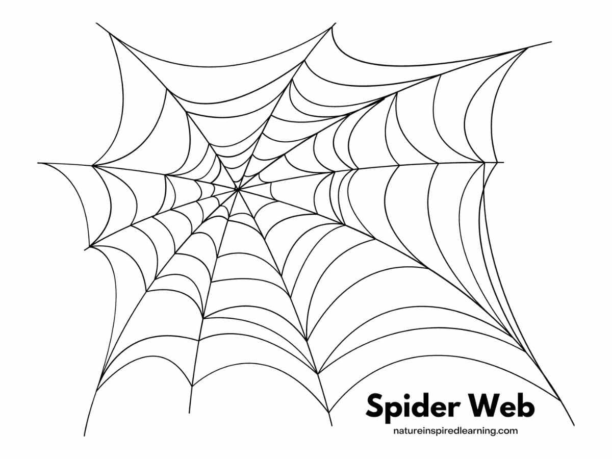 large spider web design in black and white with Spider Web written in bold bottom right
