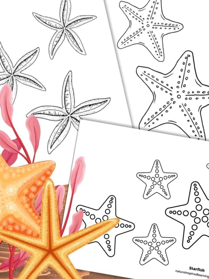 three printable starfish pictures to color overlapping on a wooden background with two yellow sea stars with red seaweed bottom left