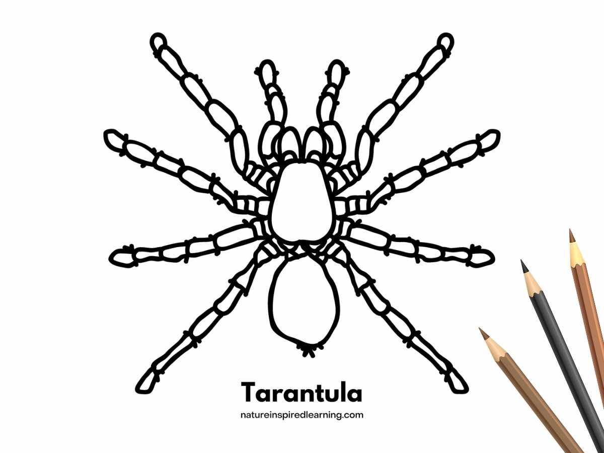 realistic tarantula design with the word written below. A brown, black, and light brown colored pencil bottom right on top of the printable