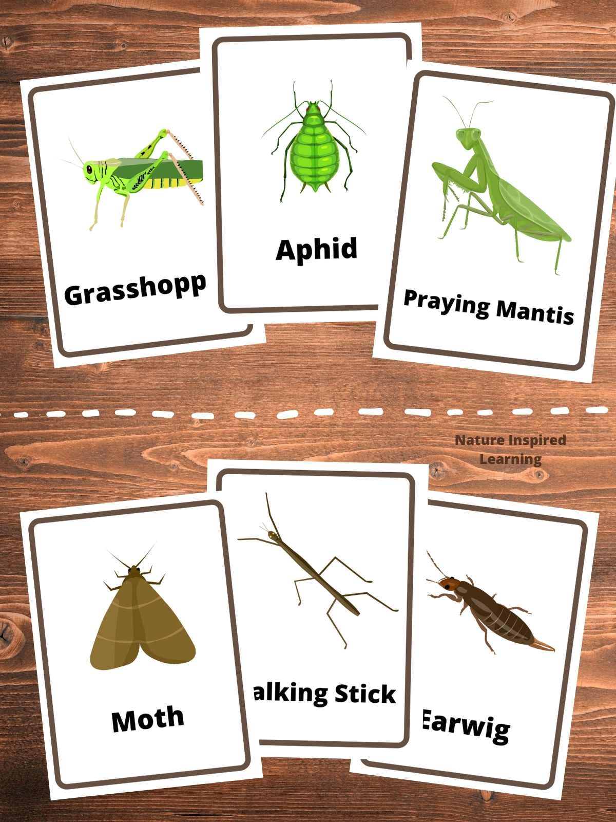 group of three flashcards with green bugs and three cards with brown bugs on a wooden background. Two groups separated by dashed white line