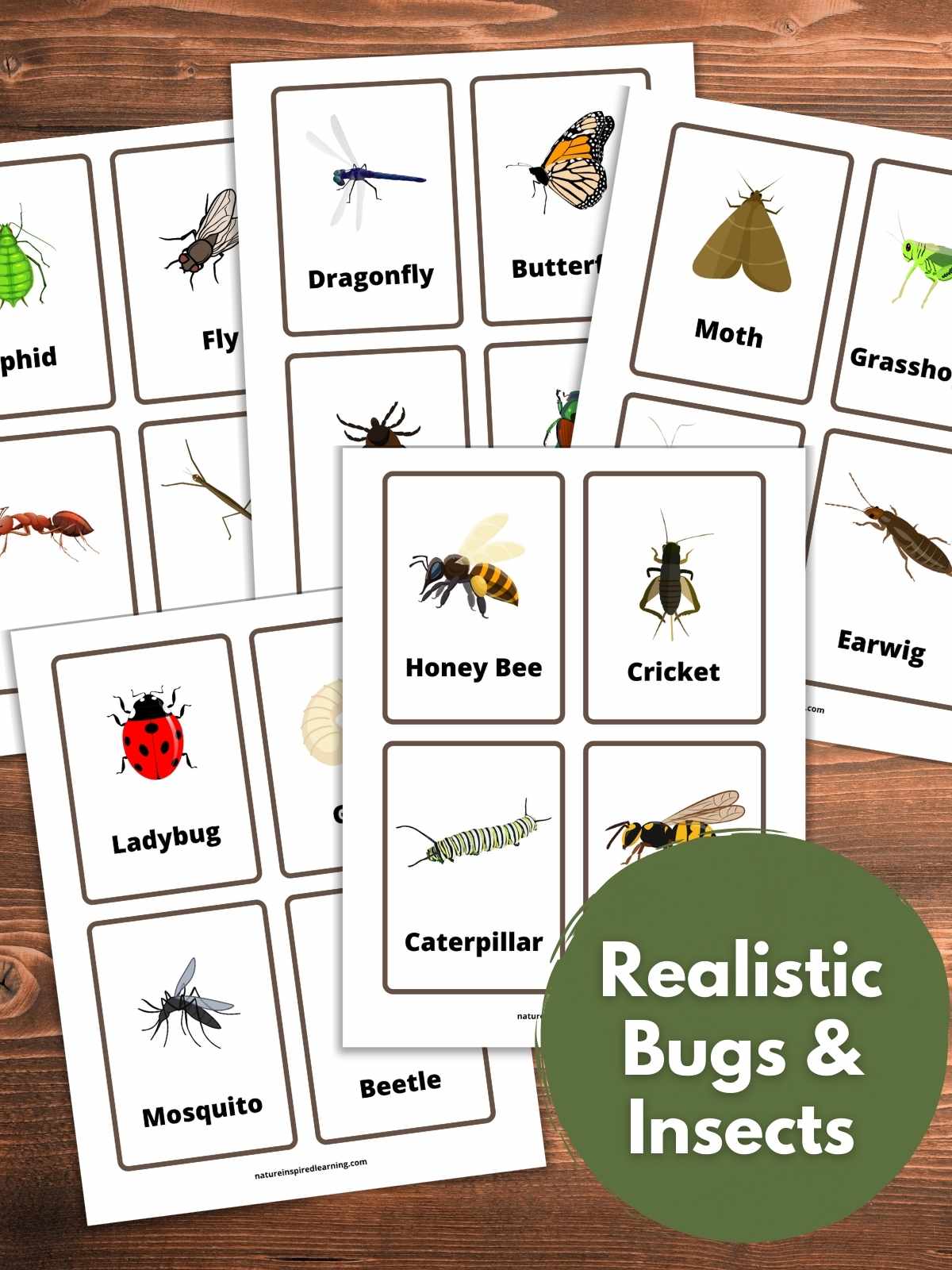 set of colorful insect flashcards with realistic images of bugs and the common name of the insect. Green circle bottom right with text overlay