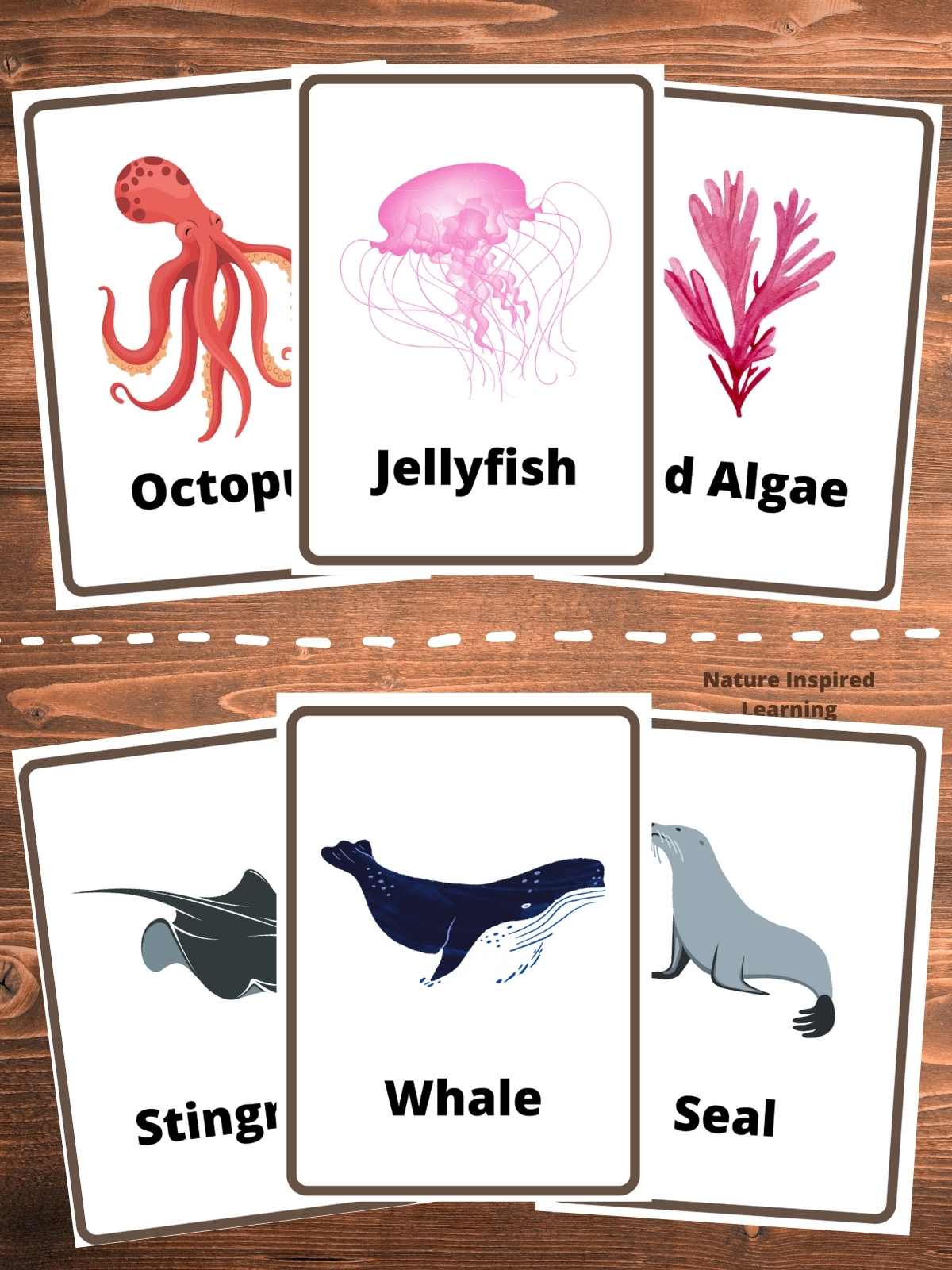 two groups of flashcards one with a red octopus, pink jellyfish, and red algae above a group with a grey stingray, blue whale, and grey seal. Two groups divided by a white dashed line on a wooden background