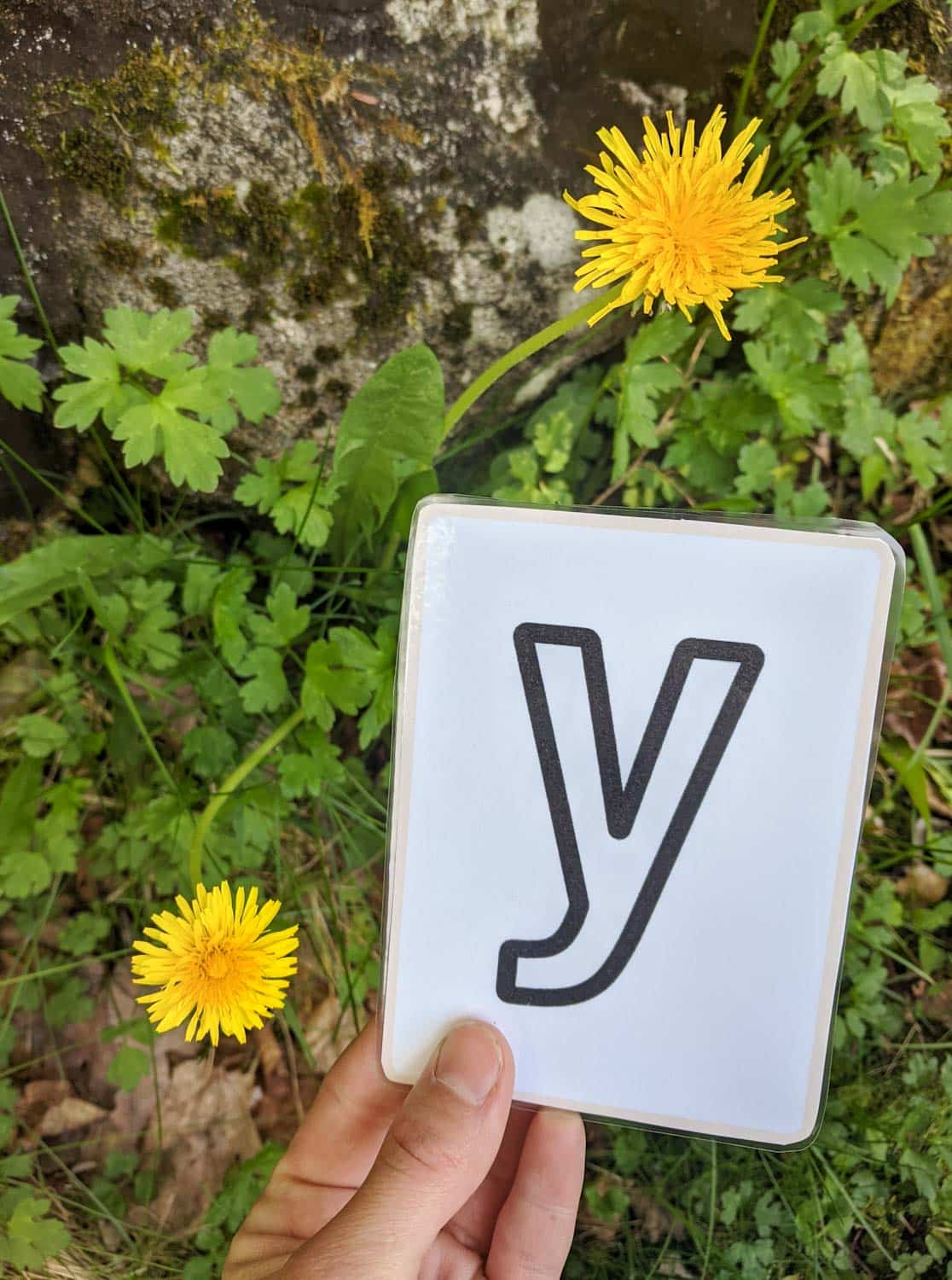 hand holding a letter y flashcard outside next to yellow dandelions growing in grass and rocks