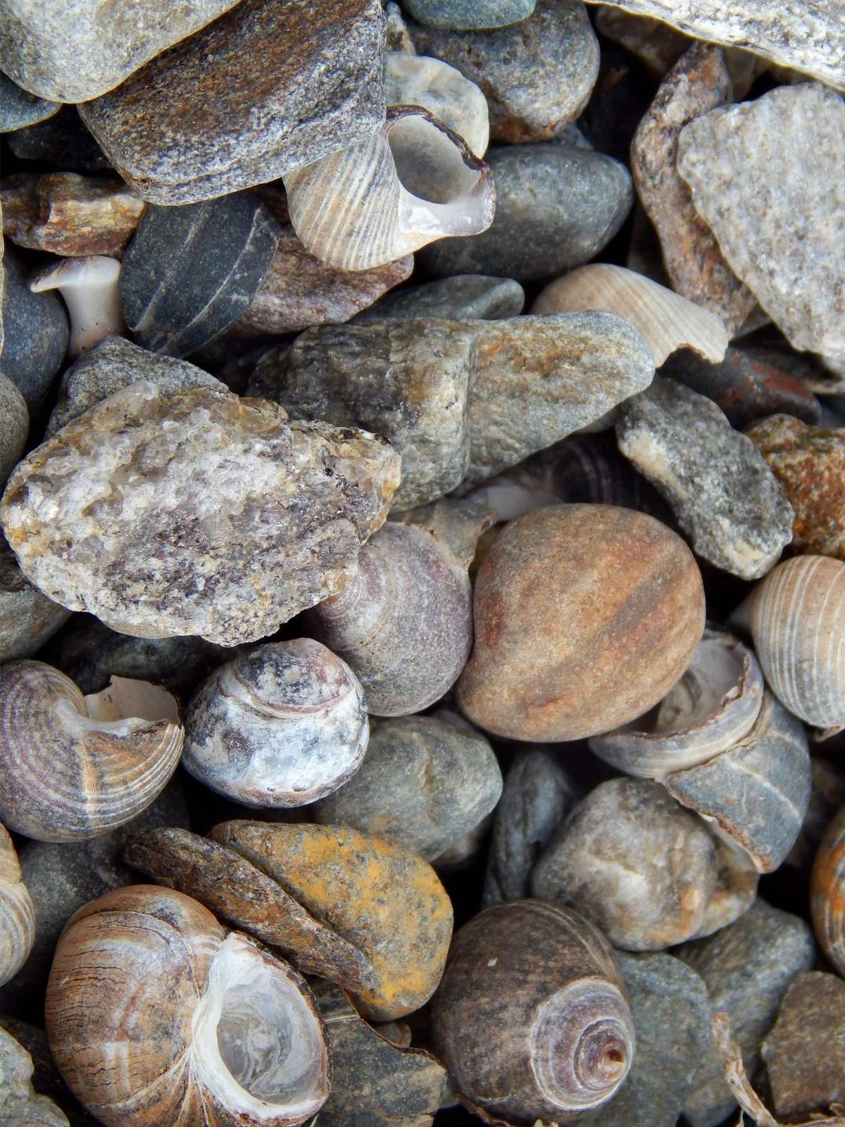 small beach rocks mixed with empty shells