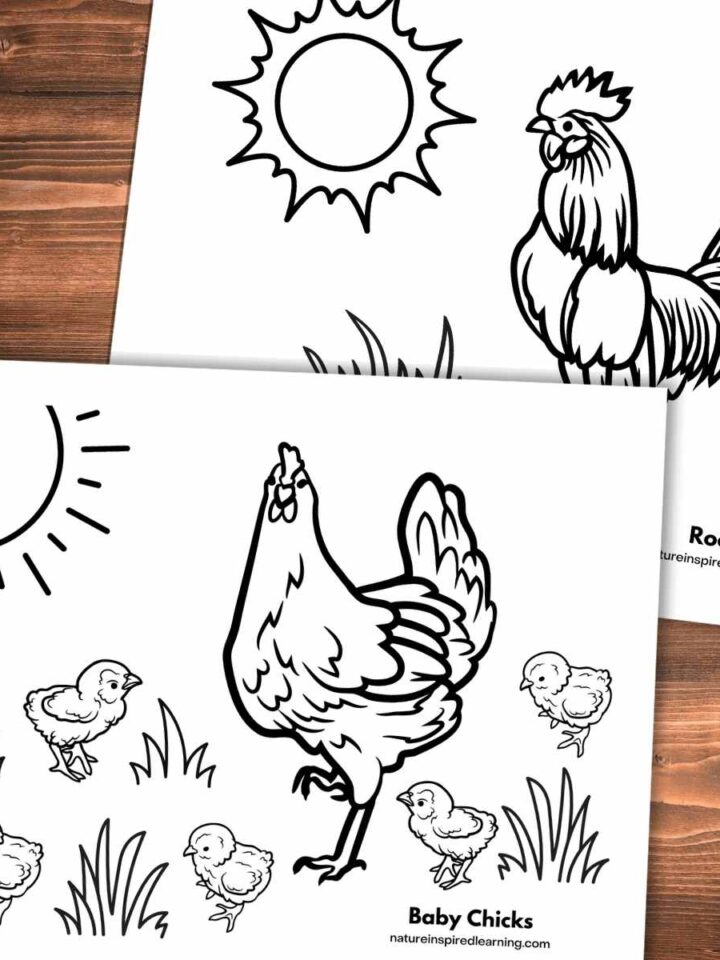 two printable coloring sheets with baby chicks, a chicken, and a rooster overlapping on a wooden background