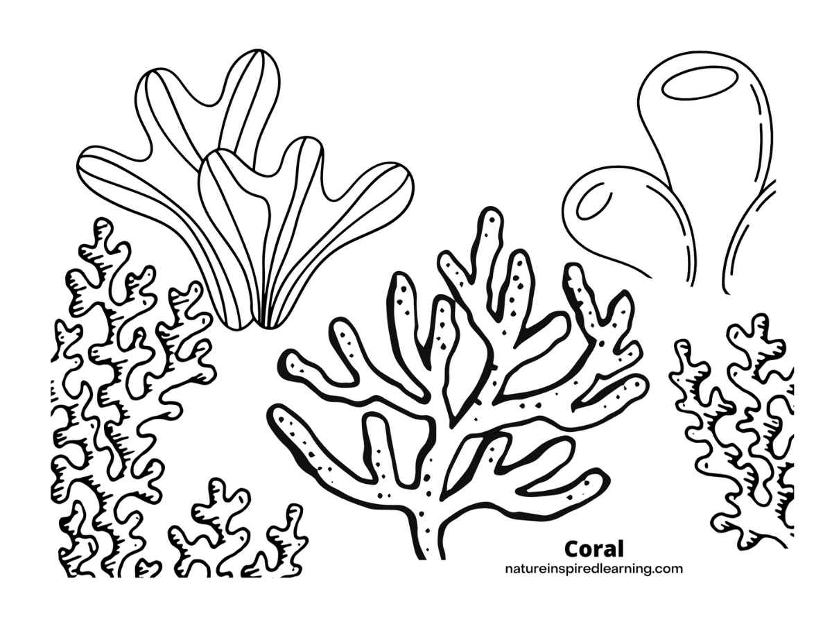 different species of coral black and white design