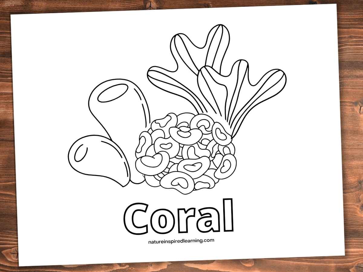 black and white outline of three different types of coral with the word Coral below in bubble letters. Printable on a wooden background