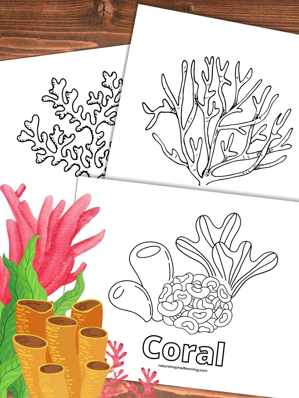 three coral coloring pages overlapping each other on a wooden background with colorful coral and seaweed bottom left