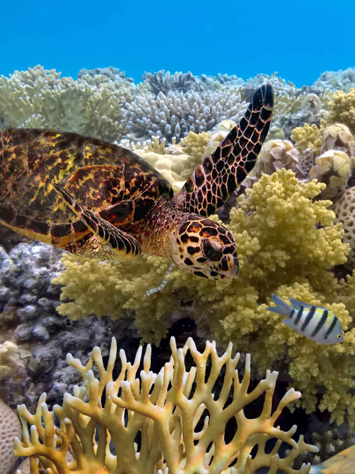 a sea turtle and a striped fish swimming in a coral reef