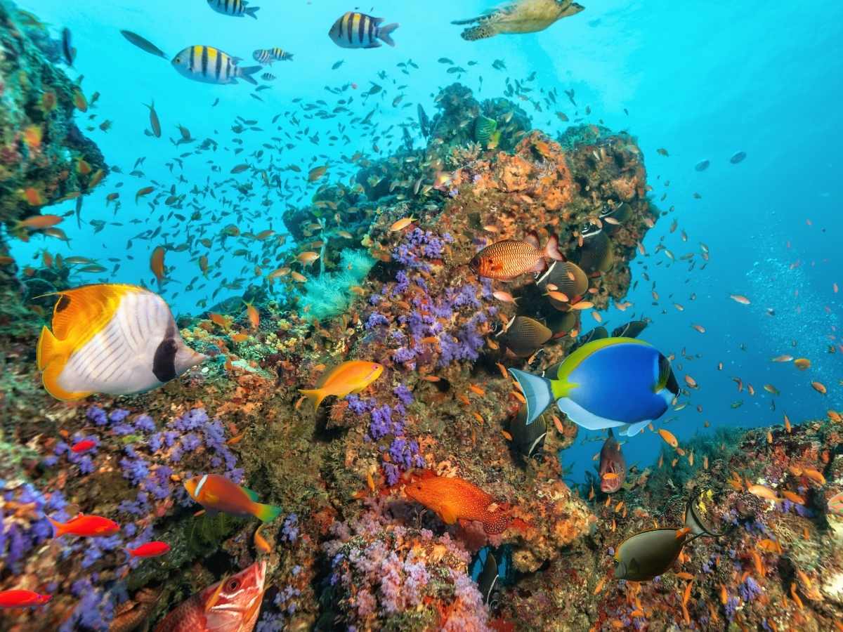 colorful fish in a coral reef