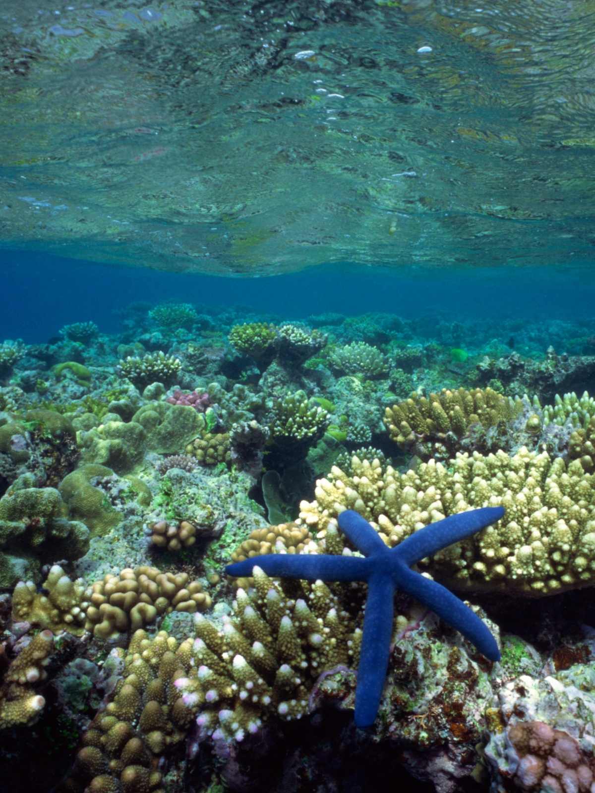 blue sea star on a coral reef