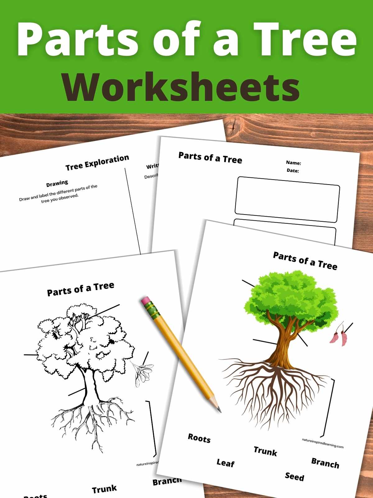 parts of a tree worksheets overlapping on a wooden background. Text overlay across top with green background.