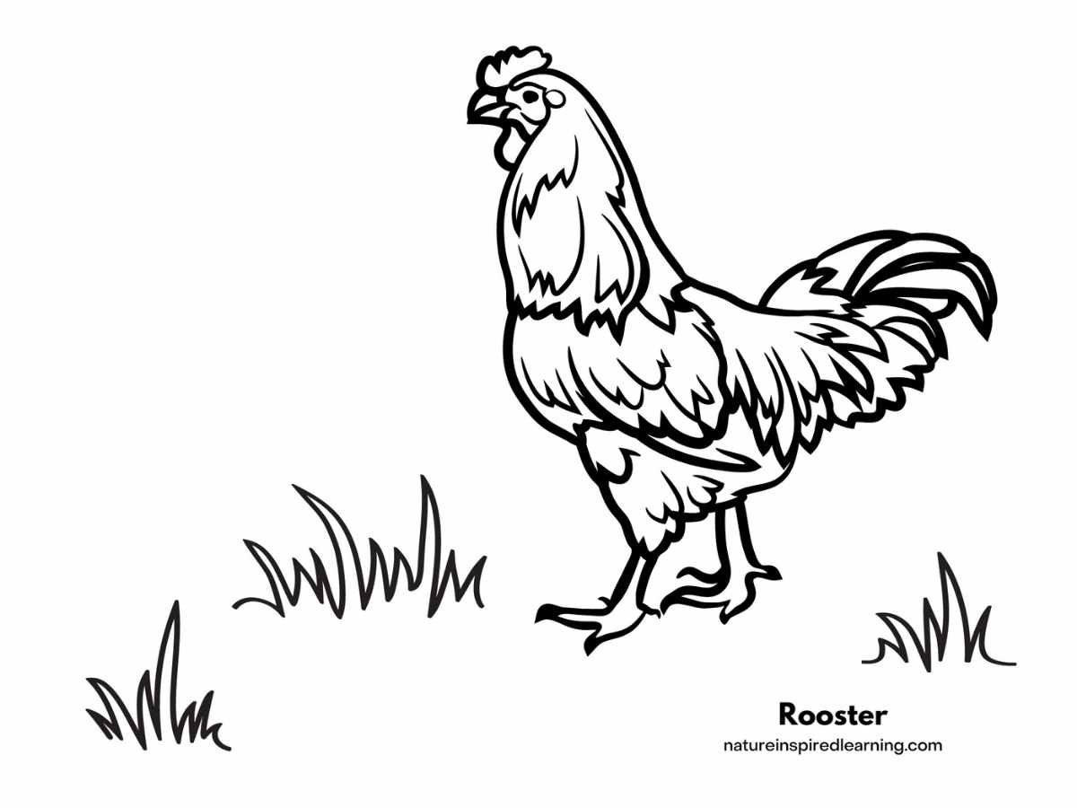 rooster walking in the grass black and white design