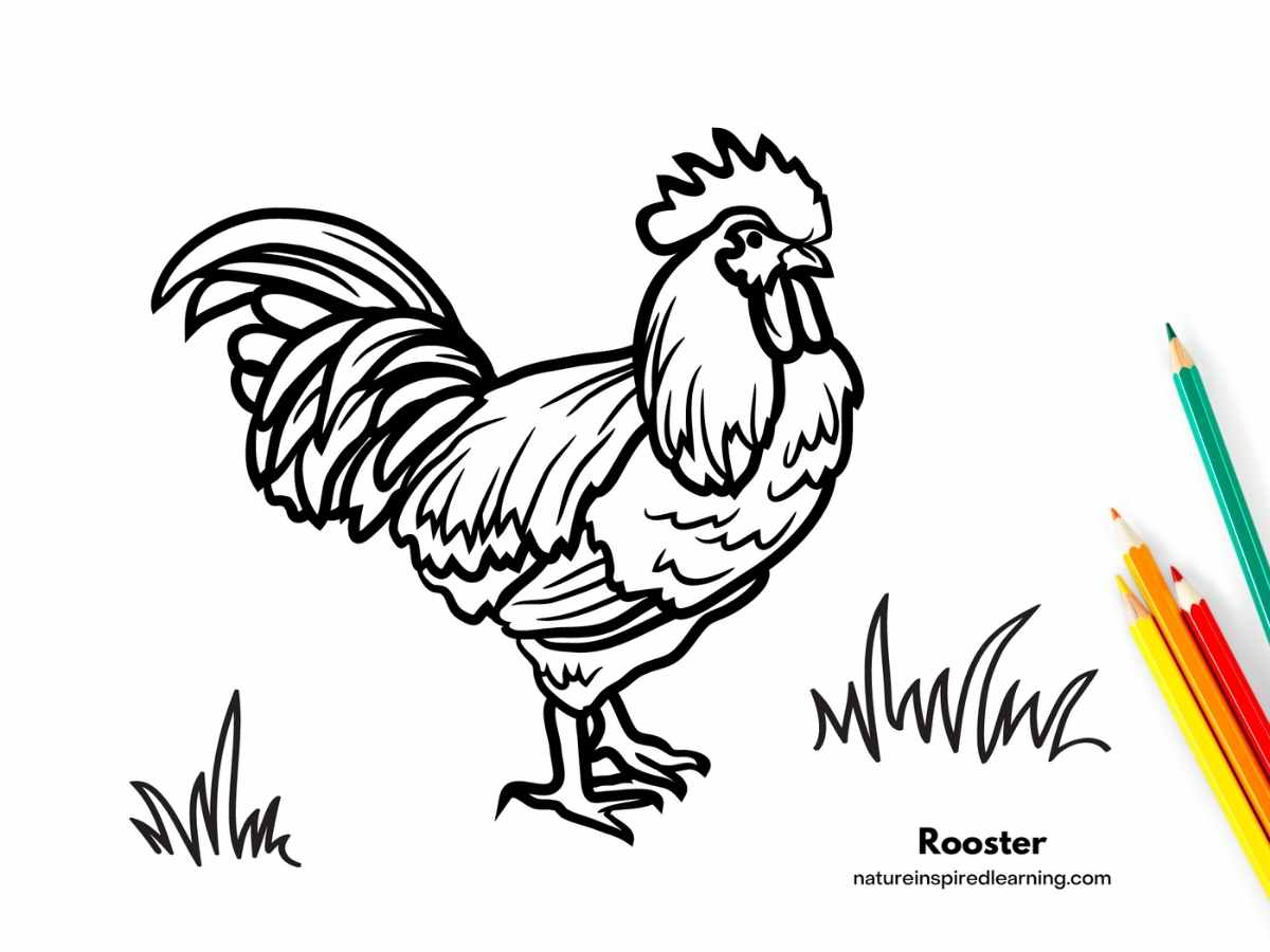large realistic rooster with blades of grass on a printable with four colored pencils bottom right