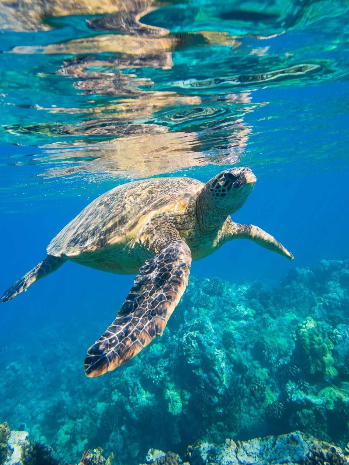 sea turtle in shallow water above a reef