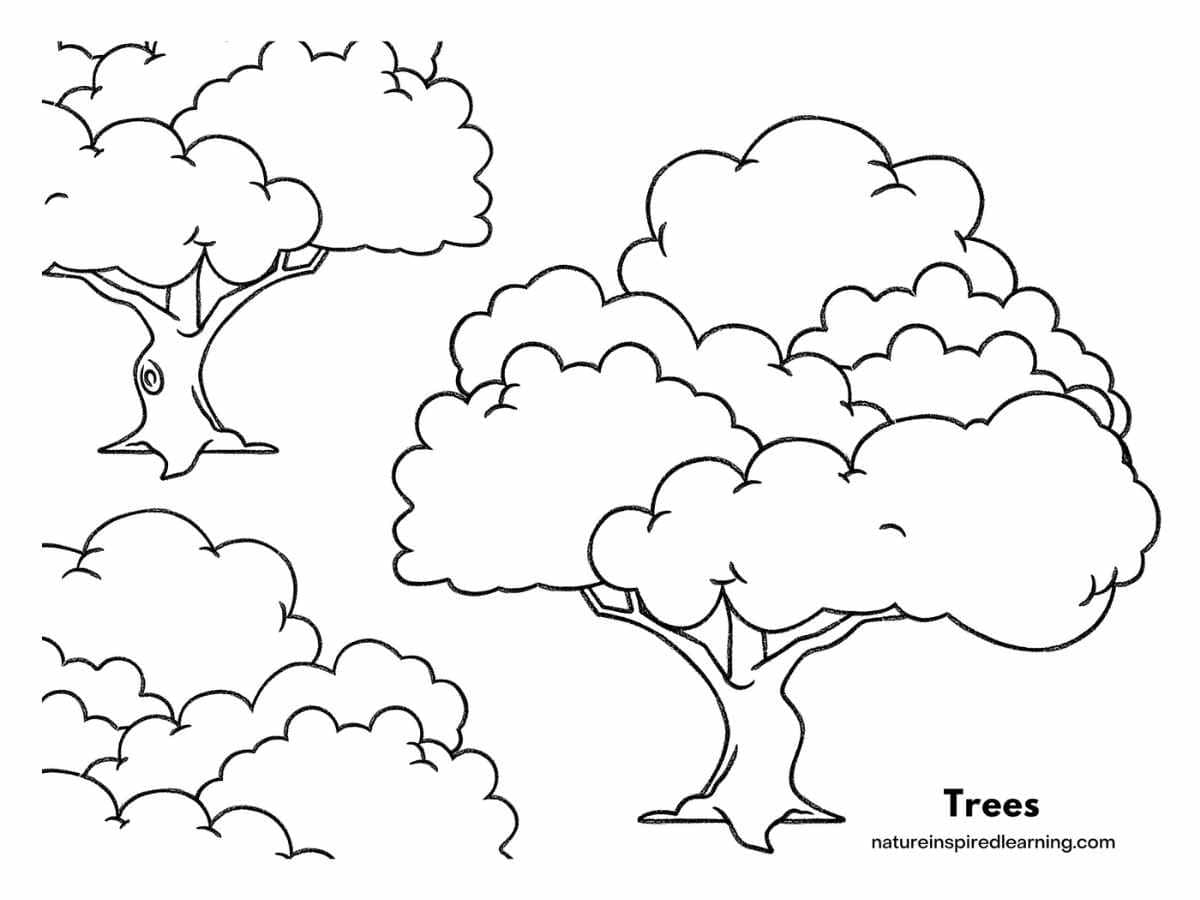 printable with three large trees with trunks and leaves