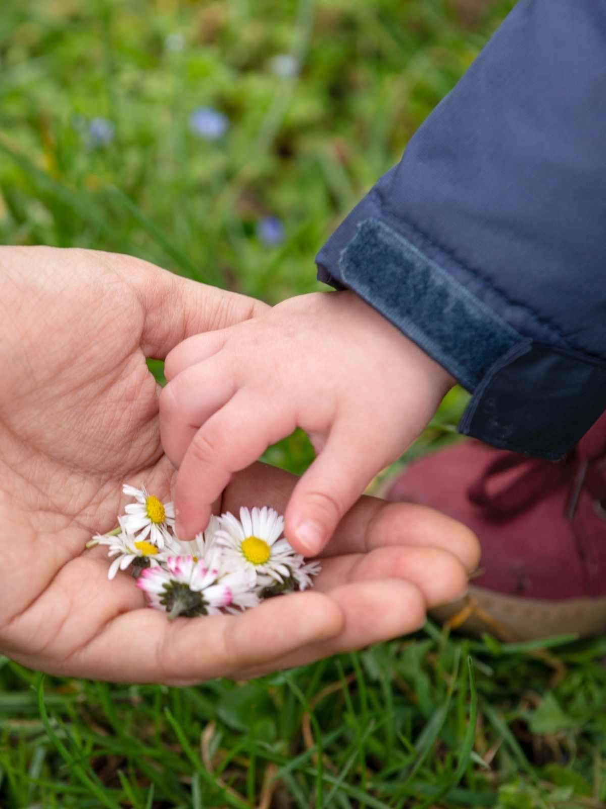 adult's hand holding small white and yellow flowers and a young child's hand above the flowers. Child wearing a navy jacket and red shoes outside in grass