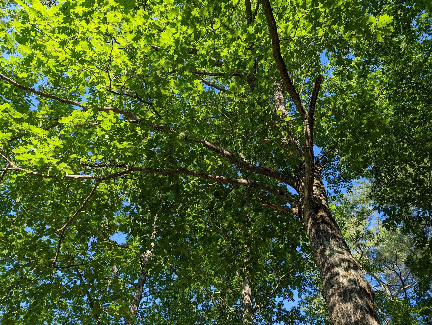 canopy of a large red oak tree with green leaves