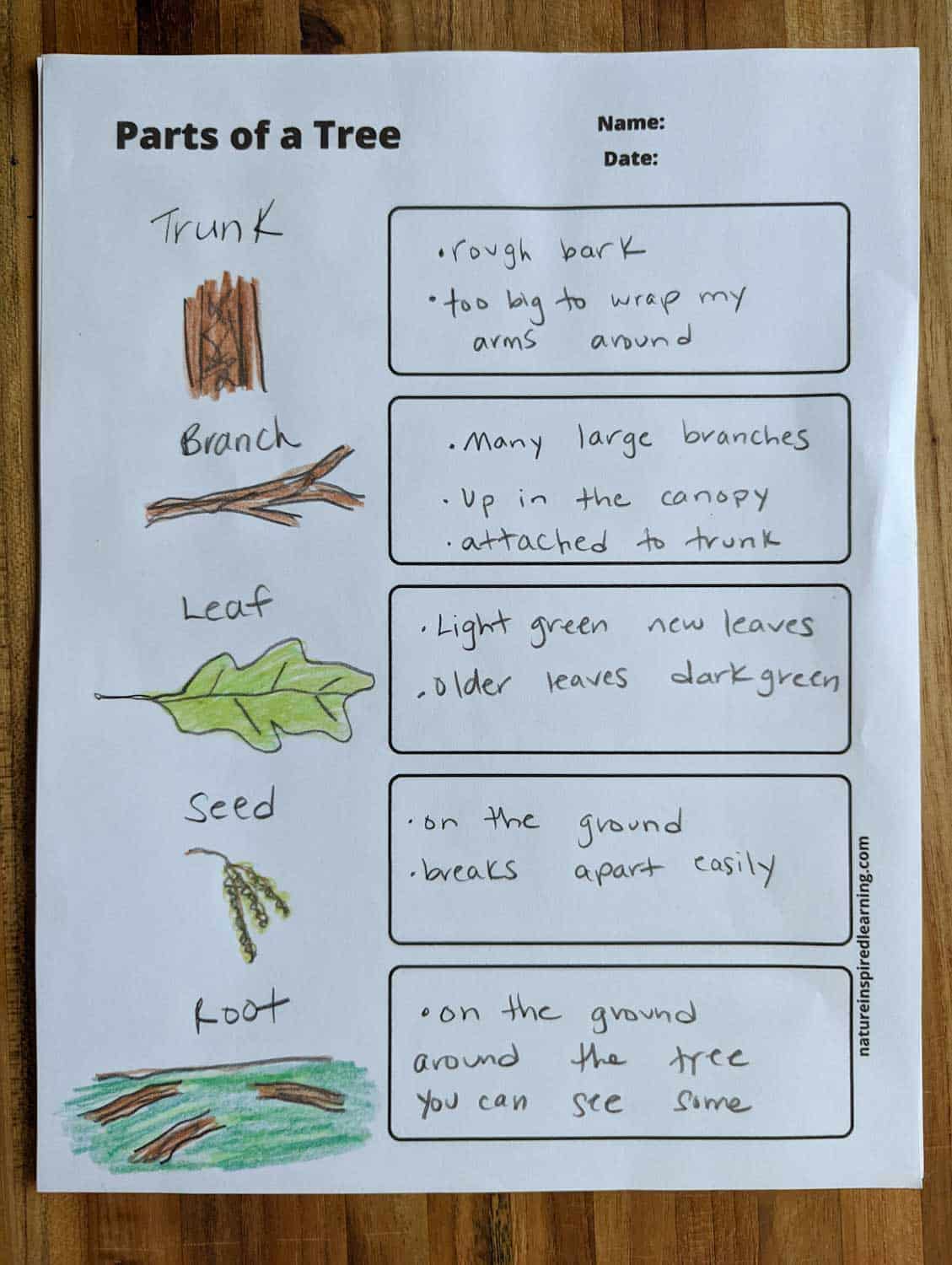 filled out parts of a tree worksheet with the five parts written in words and illustrations along with descriptions on a wooden board