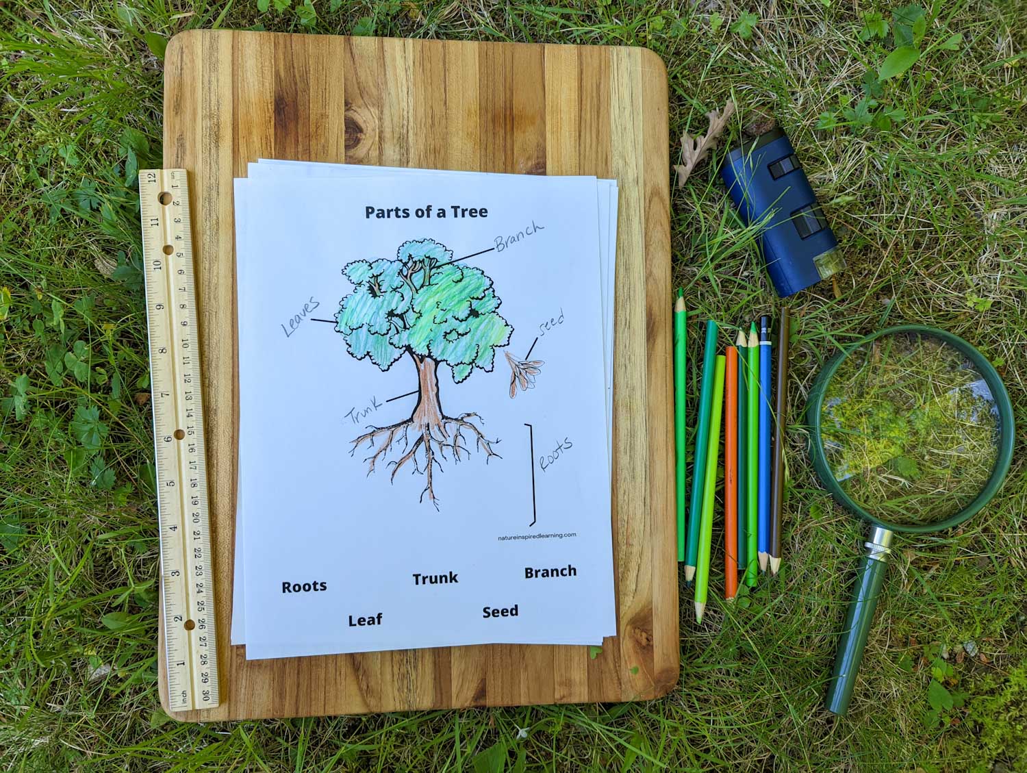 parts of a tree black and white worksheet colored in on a wooden cutting board outside in grass. Rule to the left and colored pencils, field microscope, and magnifying lens on grass to the right of the printable