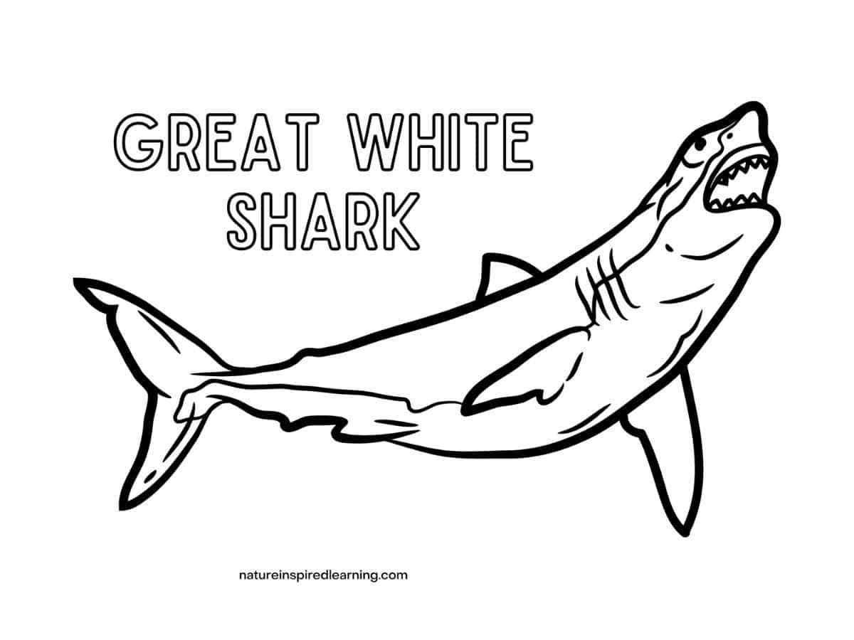 shark swimming upward with mouth open and teeth showing below the words Great White Shark in all capital letters