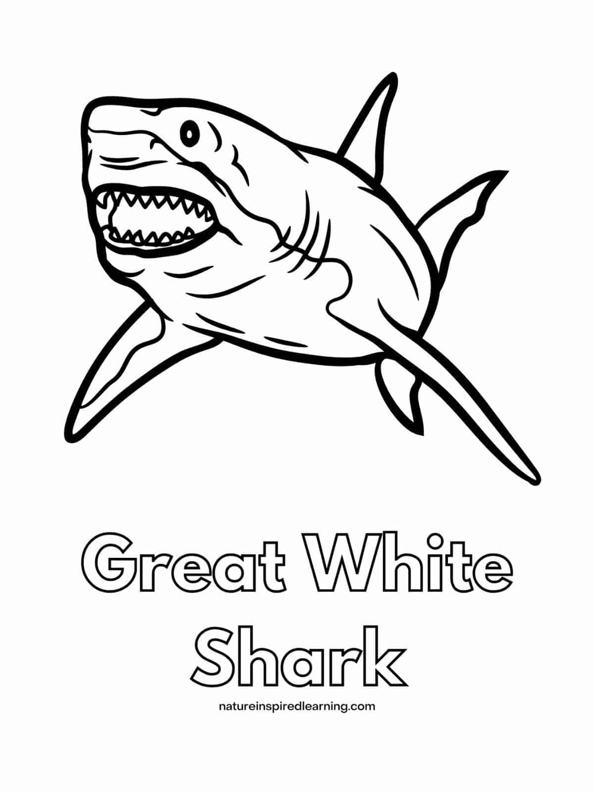 great white shark with mouth open and teeth swimming forward with the words Great White Shark below in bubble letters