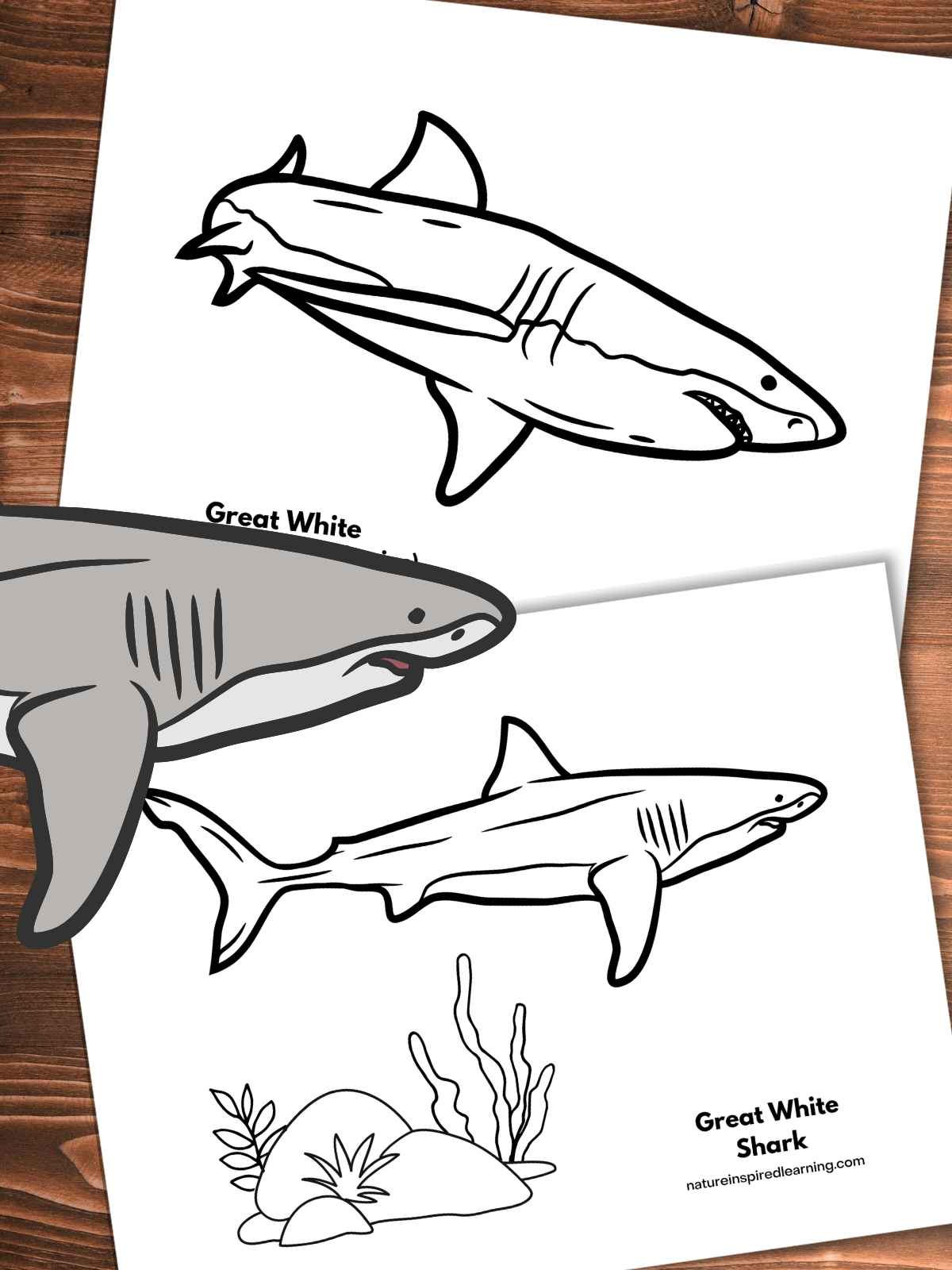 two black and white coloring pages with images of great white sharks swimming on a wooden background. Gray shark left side.
