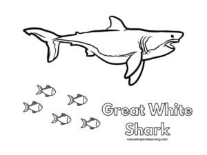 Great White Shark Coloring Pages - Nature Inspired Learning