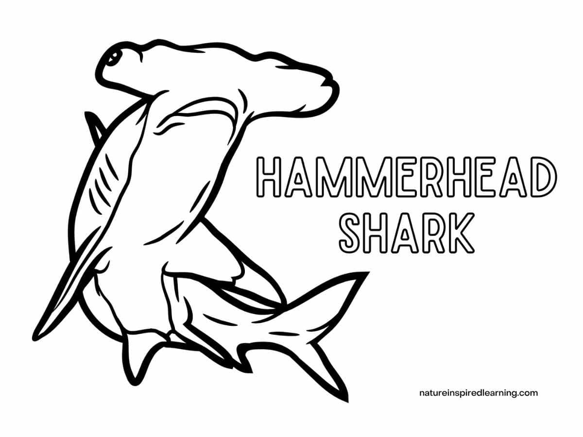 large realistic image of a hammerhead shark with the word written to the right