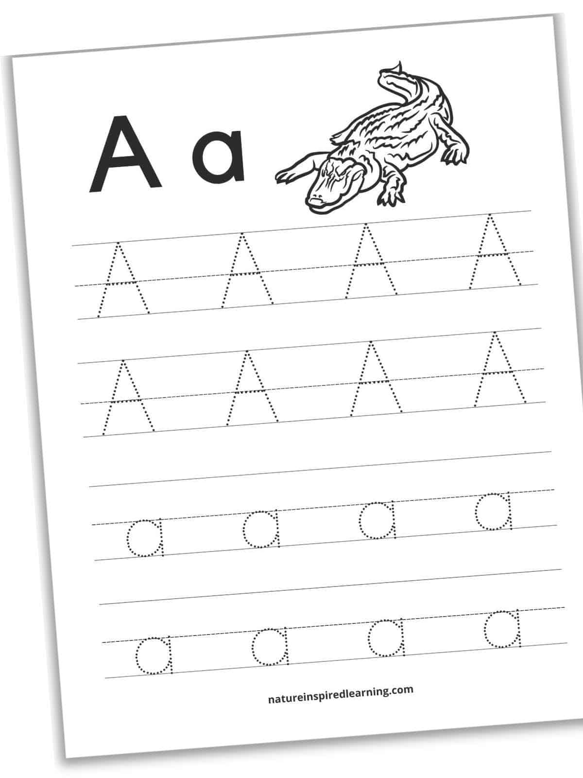 capital and lowercase letter A in bold across top with a black and white image of an alligator. Two rows with lines and dotted letter A along with two rows of lines with dotted letter a . Printable tilted with a drop shaddow.